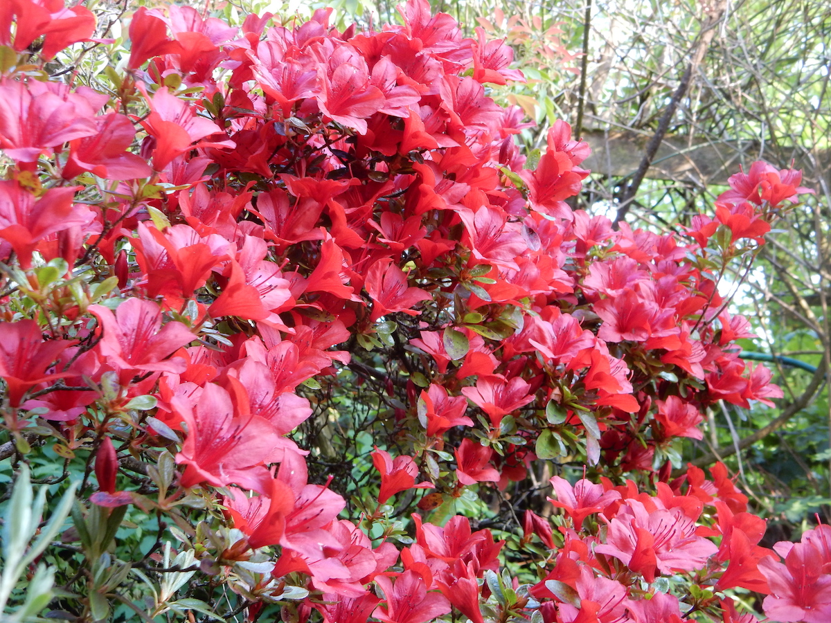 Azalea Black Hawk